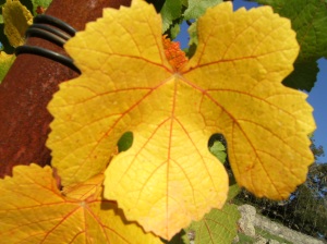 Grape Leaf in Autumn